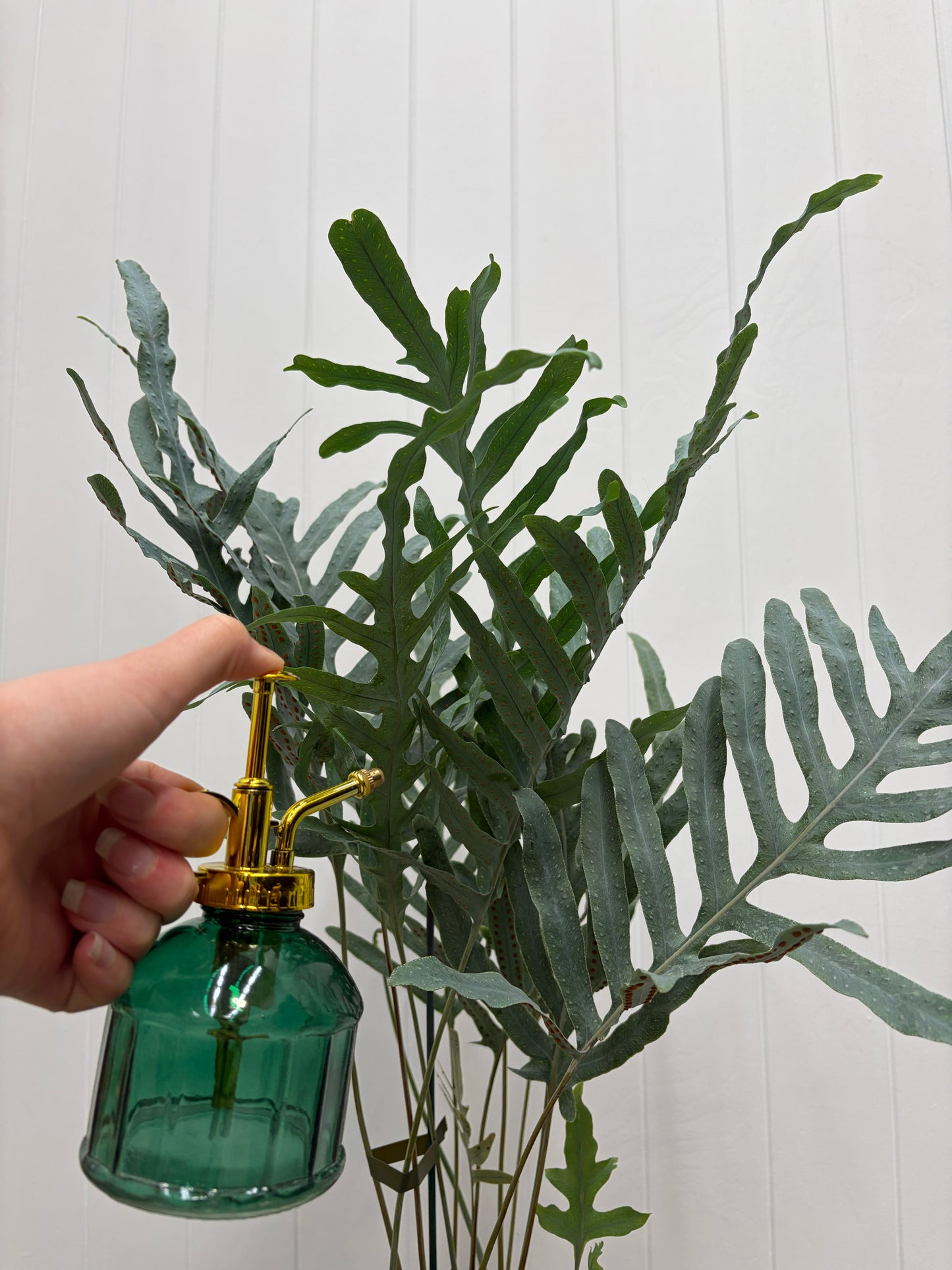 Plant Mister Classic