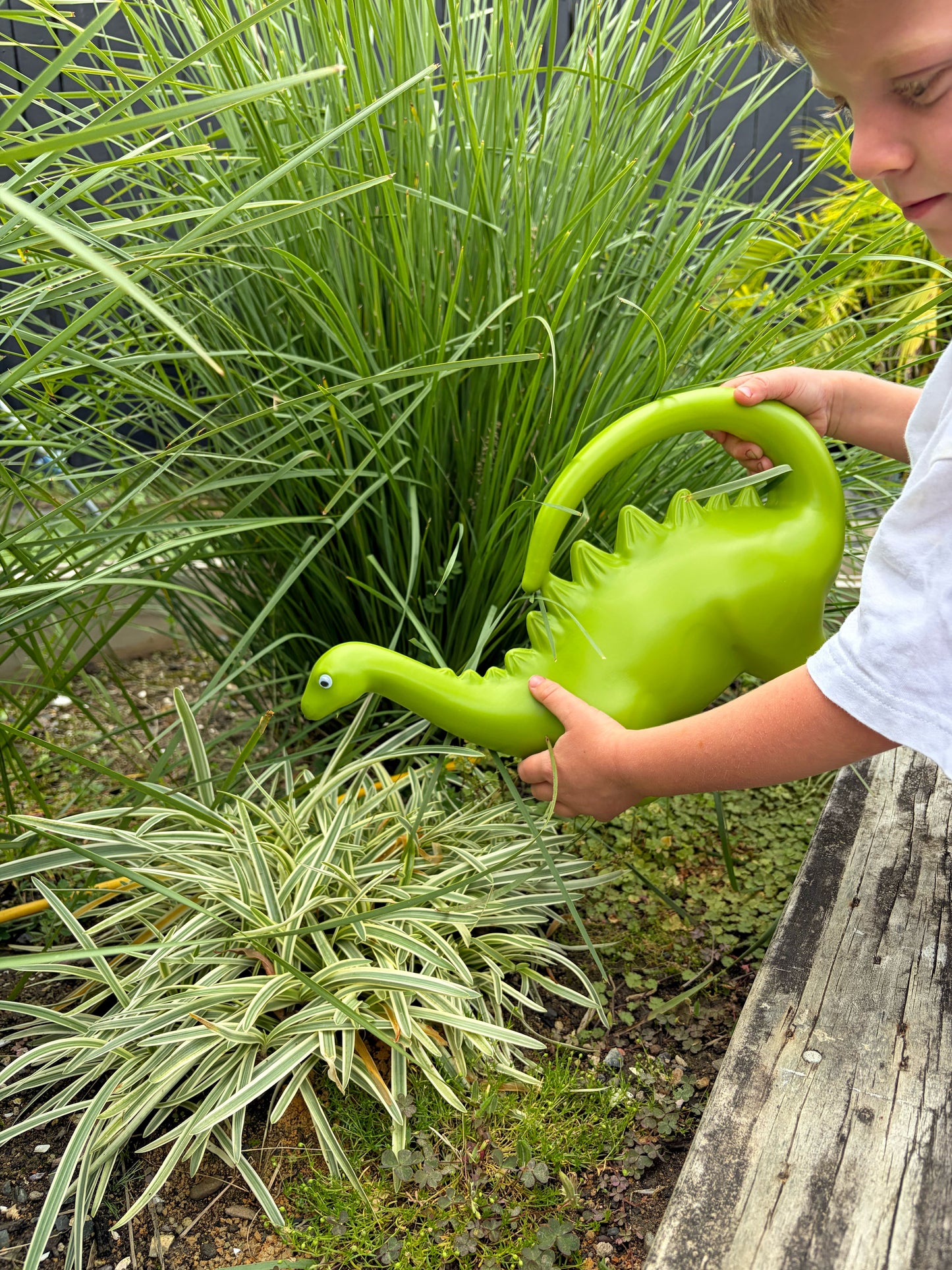 Watering Can Stegosaurus