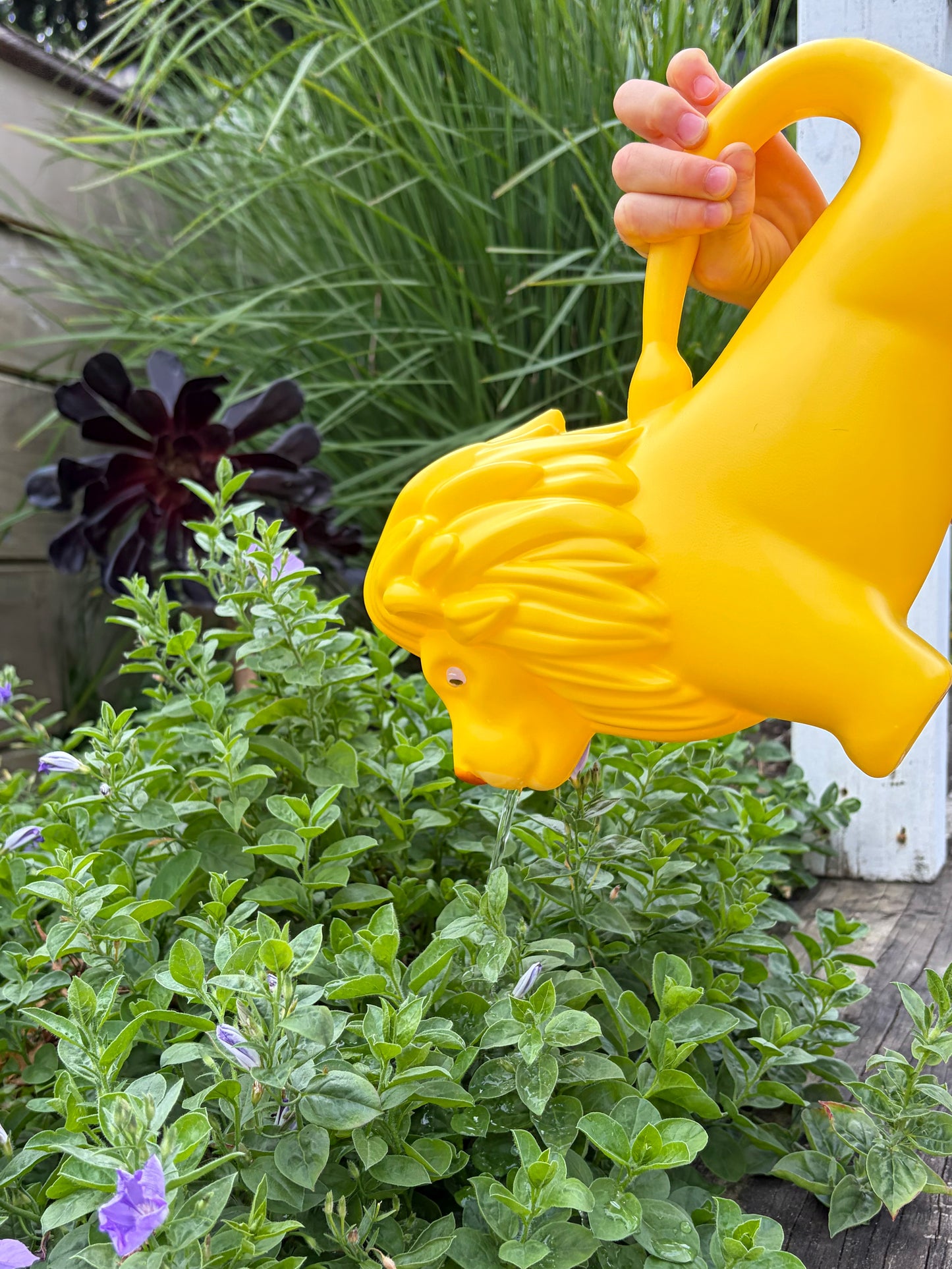 Watering Can Lion