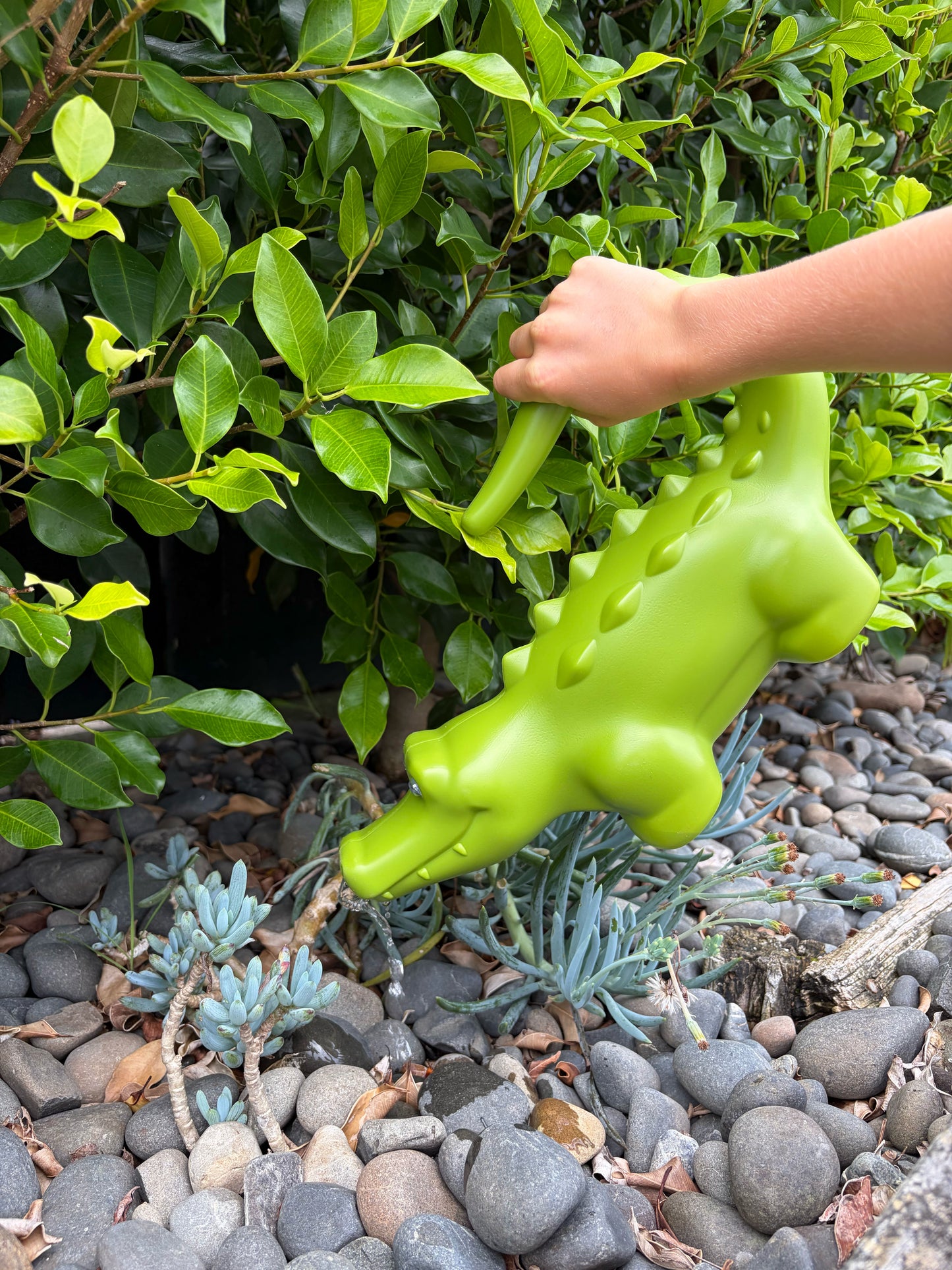 Watering Can Crocodile