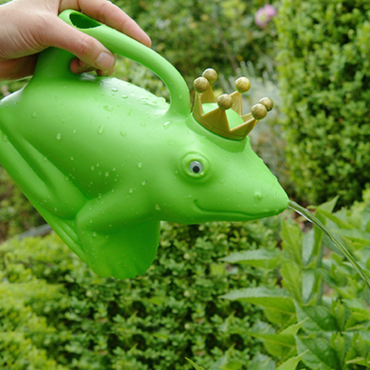 Watering Can Frog King