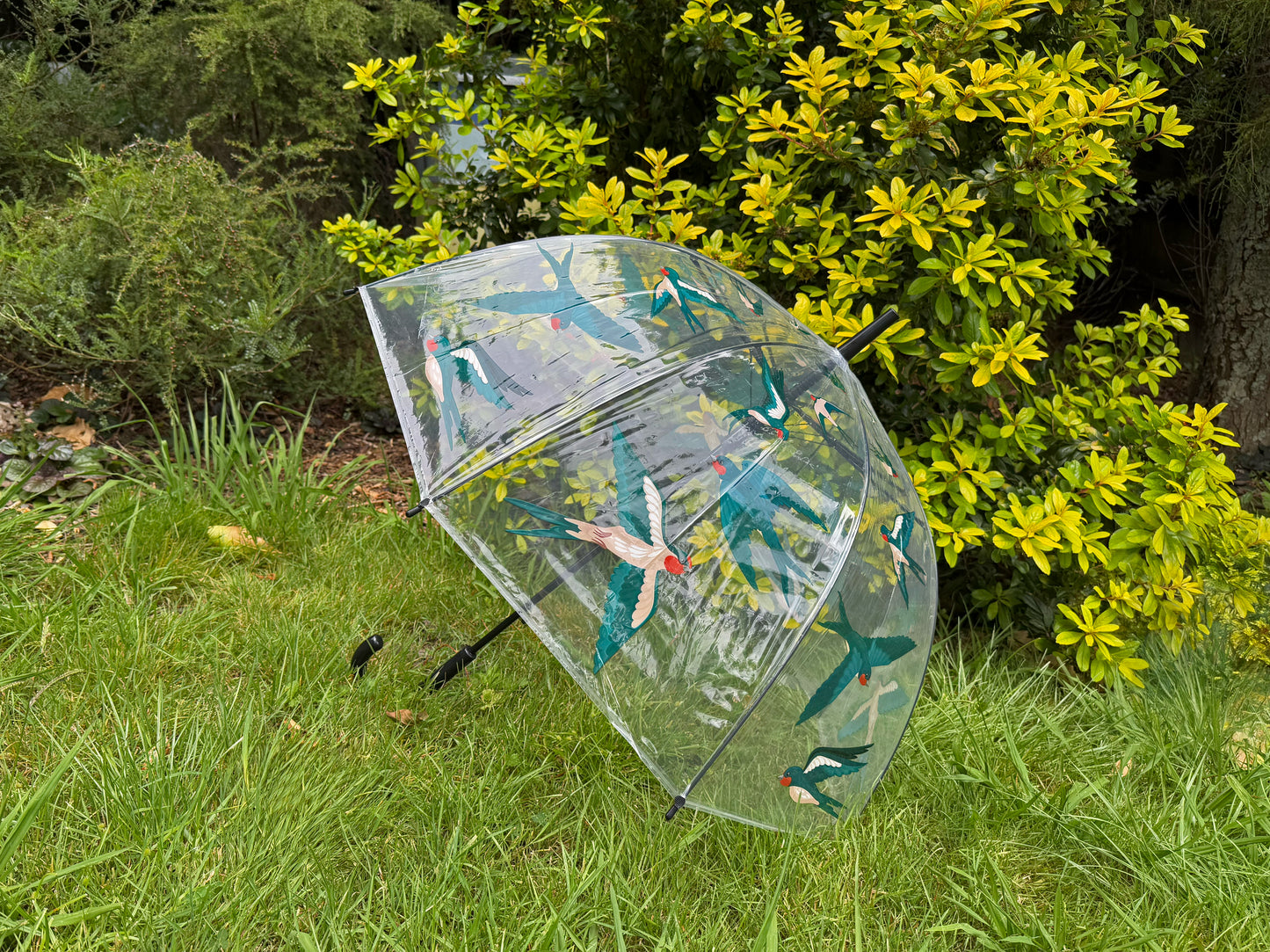 Umbrella Transparent Barn Swallows