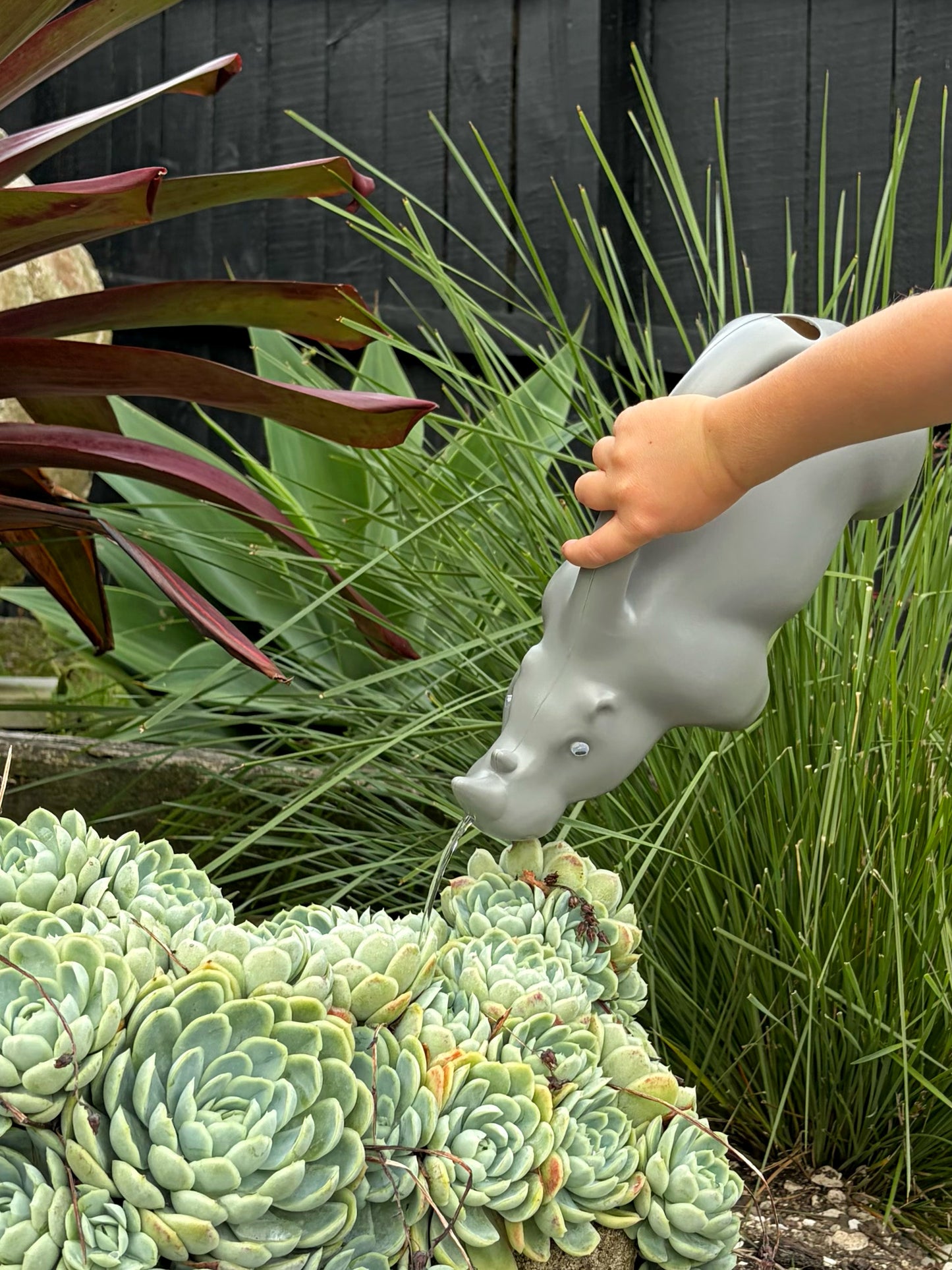 Watering Can Rhino