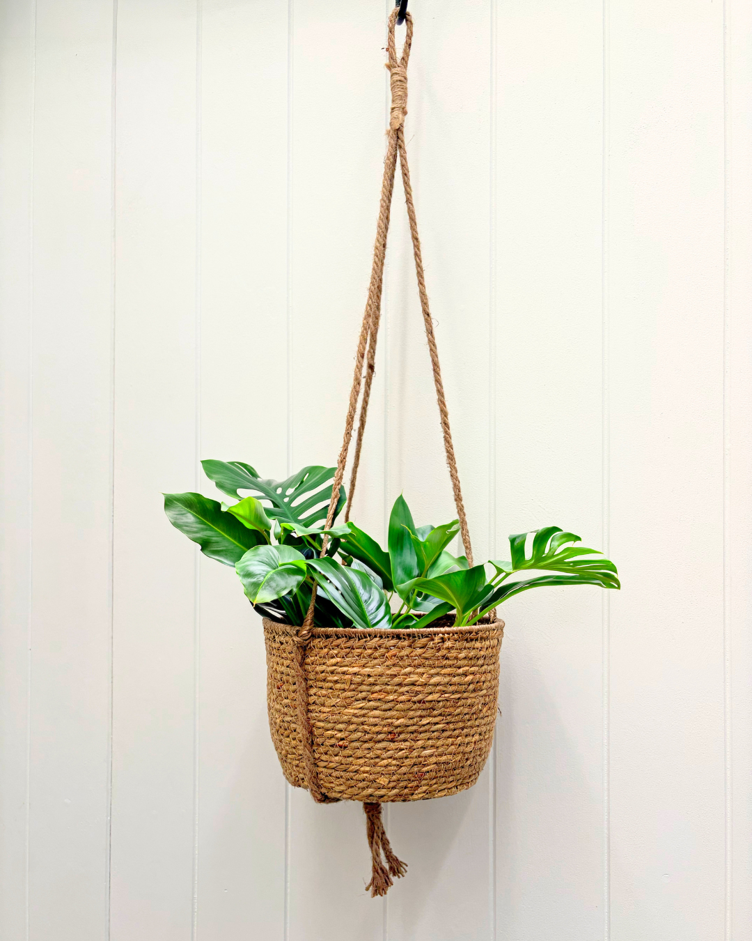 Indoor Hanging Basket 20cm